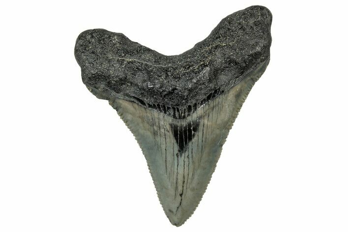 Serrated, Juvenile Megalodon Tooth - South Carolina #302144